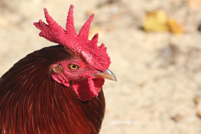 Bankivahuhn (Gallus gallus)